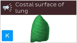 Costal surface of lung | Anatomical Terms Pronunciation by Kenhub