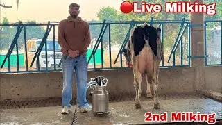 🔴Live Milking🔴 from Sahib Dairy Farm,, Call- 95180 55688