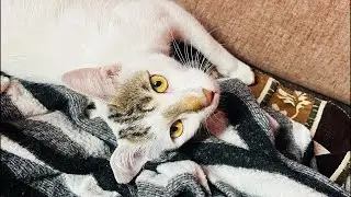My Pussy Cat #catshorts #cat #youtube #shortsfeed 