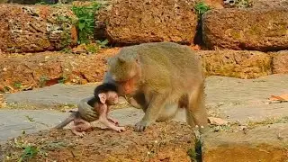Hilarious & Adorable Newborn Baby Monkey's First Steps With Mama | Best Clip Monkey