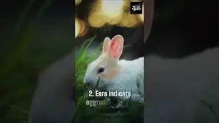 Facts about RABBITS  #shorts #bunny #rabbit #facts
