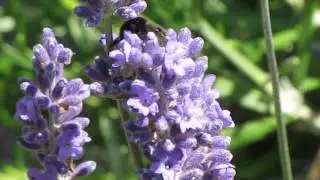 BUMBLE BEE ON LAVENDER FILMED BY NO NONSENSE PEST CONTROL   15 SECS