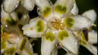 Mountain Death Camas - Anticlea elegans