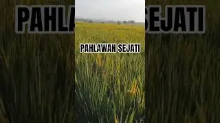 Pahlawan sejati adalah Petani #petani #pahlawan