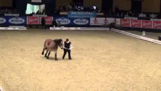 Jenny Wild moderiert die Freiheitsdressur von Sady und Tarek