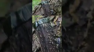 Making a Stingray leather sheath for a feather pattern Damascus fighter knife