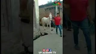 Zuljana Buknala Sadat 2023 Zuljanashort #short Buknala Sadat UP AZADARI TV Live short