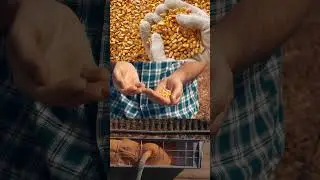 🌽 Corn's Bounty: The Marvel of a Single Corn Plant 🌽 | SGK English