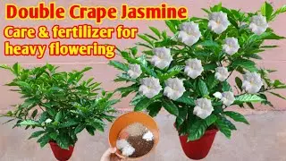 🔴Double Chandni / Double Crape Jasmine Care & fertilizer for heavy flowering/ Permanent flower plant
