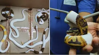5 Unbelievable Snake Smuggling Attempts Stopped by Airport Security!