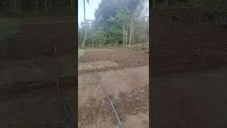 Preparing Land For Spinach Cultivation #nature #spinach #shorts