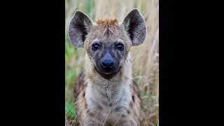 Hyenas are found across sub Saharan Africa #wildlife #animals