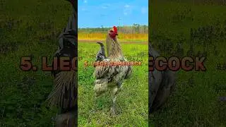 Top 5 most expensive chicken breeds in the world #shorts #viral #trending #chicken