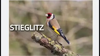 STIEGLITZ 💮Zwitscherportrait💮 kleinfein -- Vogelstimmen - Vogelportrait - Steckbrief
