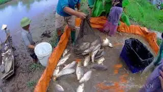 Amazing Fish Hunting | Catching Fish In The Countryside Of Vietnam | Fisherman VN  #18