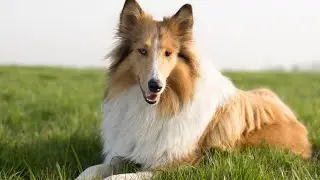 Top 10 Most Beautiful Dogs in The World