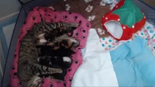 Blueberry & Kittens - 24/7 KittenCam LA livestream #berrykittens