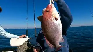Catching Beeliners, red snapper and triggerfish offshore with Kevin on 2-2-24.