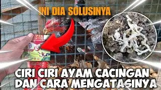 Ciri Ciri Ayam Cacingan Dan Cara Mengatasinya!!! #ayambangkok #ayamkampung #peternakmuda