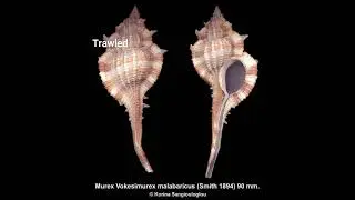 Murex Vokesimurex Malabaricus (Smith 1894). Cuddalore Tamil Nadu, India 1980