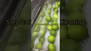 Fruit cleaning and juicing production line #Fruitprocessing #Fruitjuicing #lemonjuice