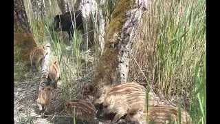 Rezervace Janovsk&yacute; mokřad; prase divok&eacute;, (Sus scrofa), ml&aacute;ďata, selata, V. 2025