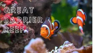 GREAT BARRIER REEF: Shark encounters in stinger season!