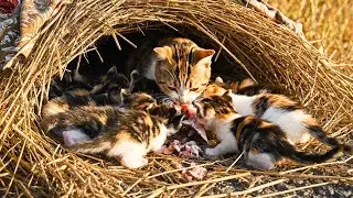 Roadside Kitten Adventure | 도로 아기고양이 모험 | PawsOn | AI generation