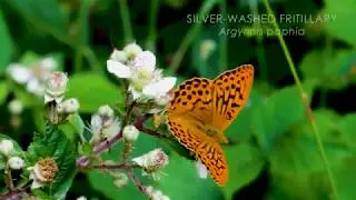 The Silver-washed Fritillary butterfly