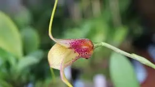 Masdevallia Chaparana