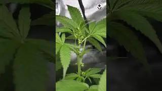M1.90 male cannabis seeding. #cbd #thc #dwc #cannabis #cannabisseed