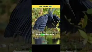 Most Intelligent Bird😱😱😱😱#bird #animals #shorts