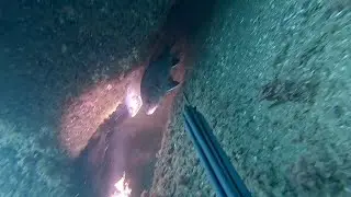 Подводная охота на горбыля в скальных убежищах