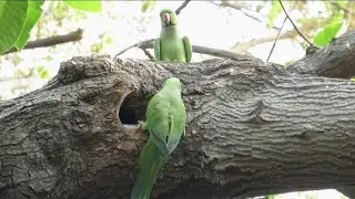 Nesting Parrots - Part 3