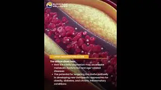 Klotho, Obesity, and Inflammation: A Triad of Metabolic Regulation