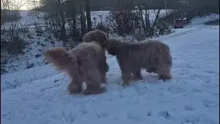 Mama und Papa vom A-Wurf 