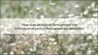 How do organic farms prevent pest infestations without using pesticides?