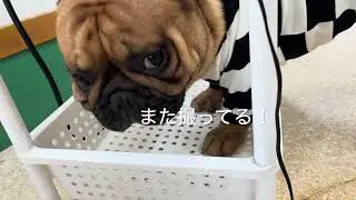 もなかちゃん、レオくん、モコ丸くん、チロルちゃん、大吉くん♪☆