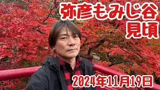 2024年11月19日 弥彦もみじ谷 見頃 やはりここは別格の美しさです！新潟県西蒲原郡弥彦村