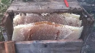 MUITOO MEL NO MEU CAIXOTE DE ABELHA, ENXAME POPULOSO BASTANTE MEL FLORADA DO INVERNO