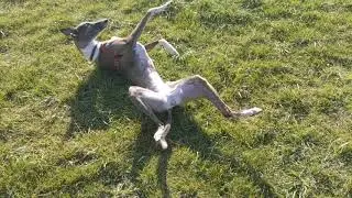 Whippets in spring