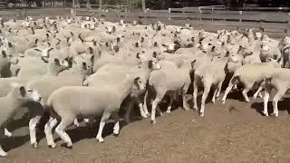 Creese North East Future Breeder Ewe Lambs (NM)