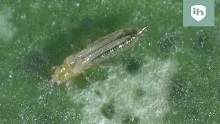 Insect Heroes - Development and recognition of thrips