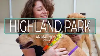 ezyVet Customer Story - Innovetive Highland Park, TX, USA