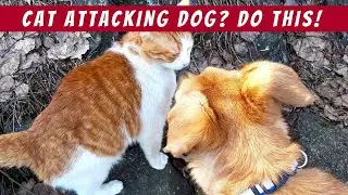 Кошка агрессивна к вашей собаке? Как это остановить (8 советов от профессионалов)