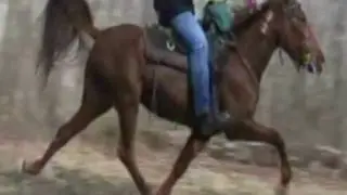 Super Fast Speed Racking Mare