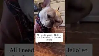 Lucy didn&rsquo;t ask for this pain.She didn&rsquo;t choose a body that&rsquo;s failing her#rescue #dog #foryou #usa