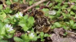 Colletes cunicularius mating