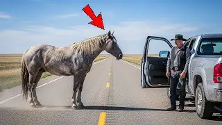 A Wild Horse Blocked The Rancher’s Truck — What It Wanted Left Him Trembling