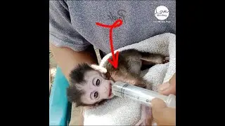 Feeding poorest baby monkey sick with syringe